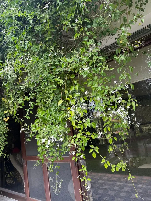 Look at my Star Jasmine! Wow! She’s thriving!