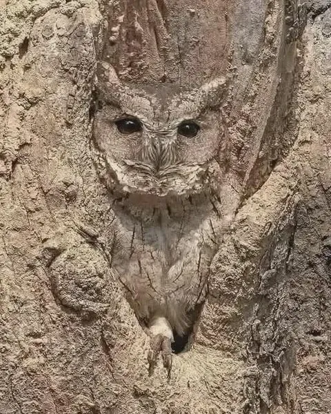An Indian Scops Owl (Otus bakkamoena) perfectly camouflaged with its plumage blending seamlessly into the tree trunk,📷 Sanjeev Kapadia