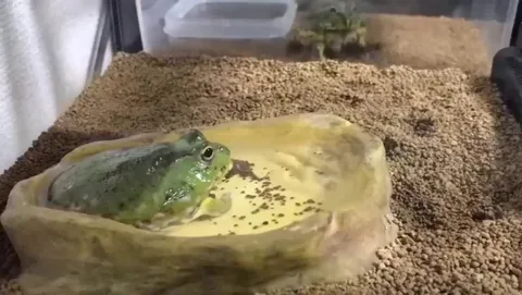 🐸 frog timelapse