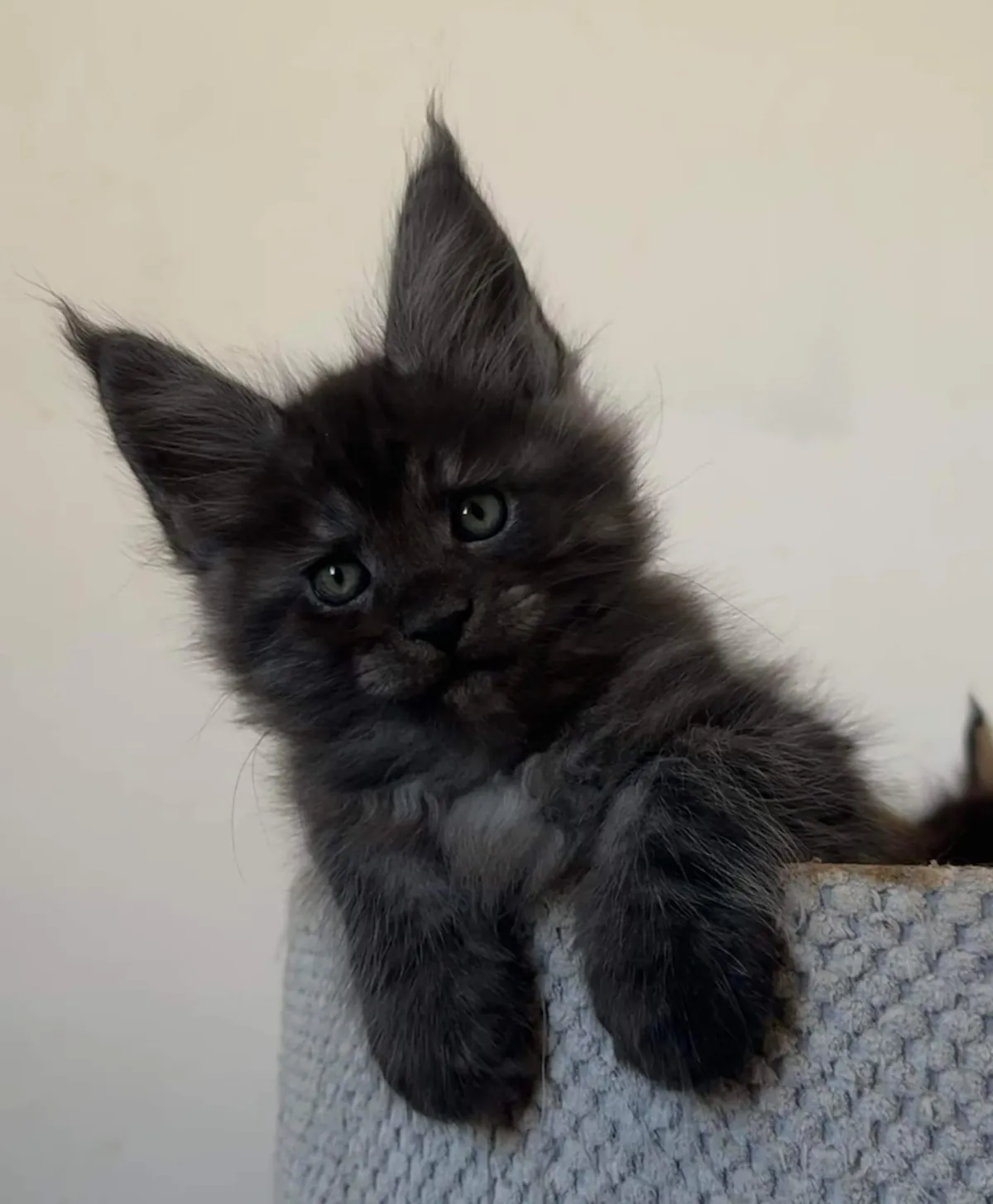 Théoden from 2 to 16 weeks old