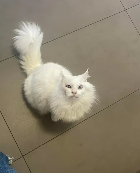 my sisters cat has survived her skin cancer!