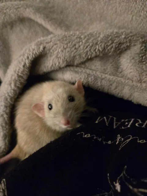 Need to go to sleep but wanted to share this cutie picture of Jimily