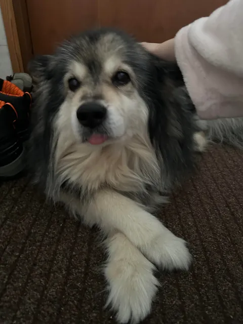 Our soon to be 14 year old ❤️