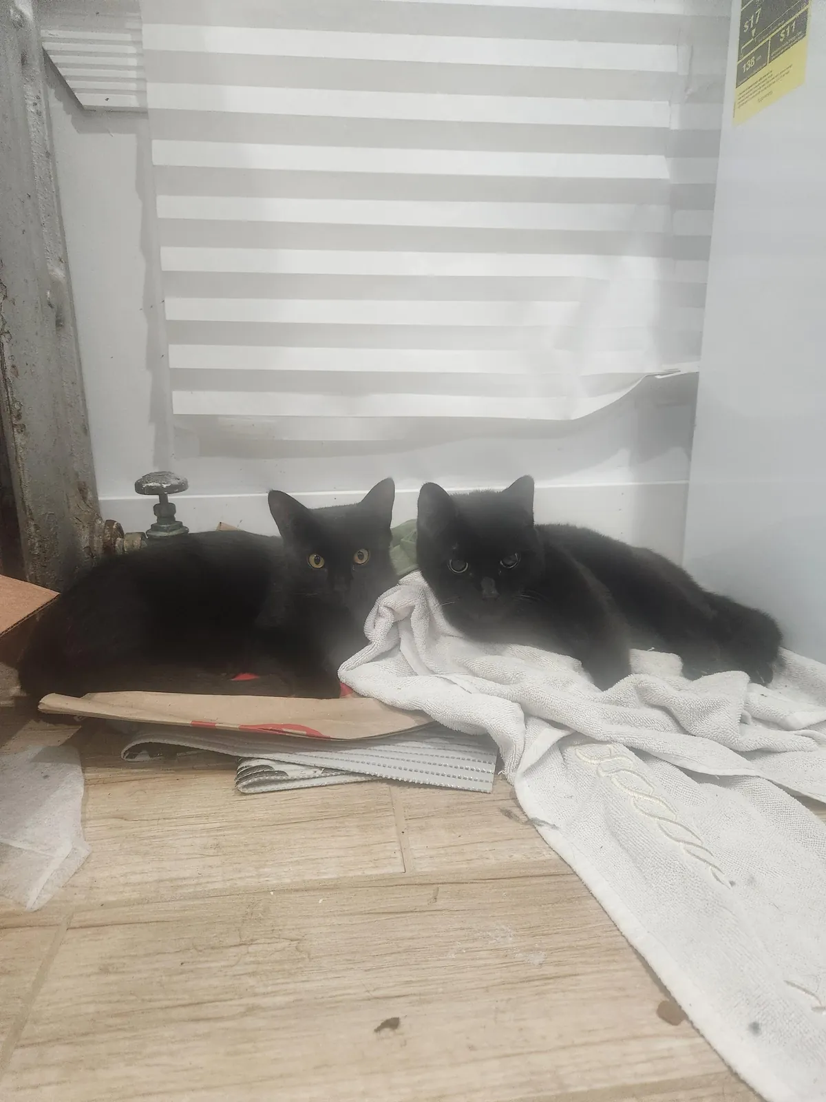 Somehow we are at 22! I love you Sammy ♥️