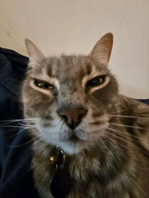 Tribute to my boy Franklin, my dearest friend. My family got him when I was three years old, I've known him my entire life. We had to say goodbye to him yesterday. He fell asleep forever in my arms. I miss you buddy.