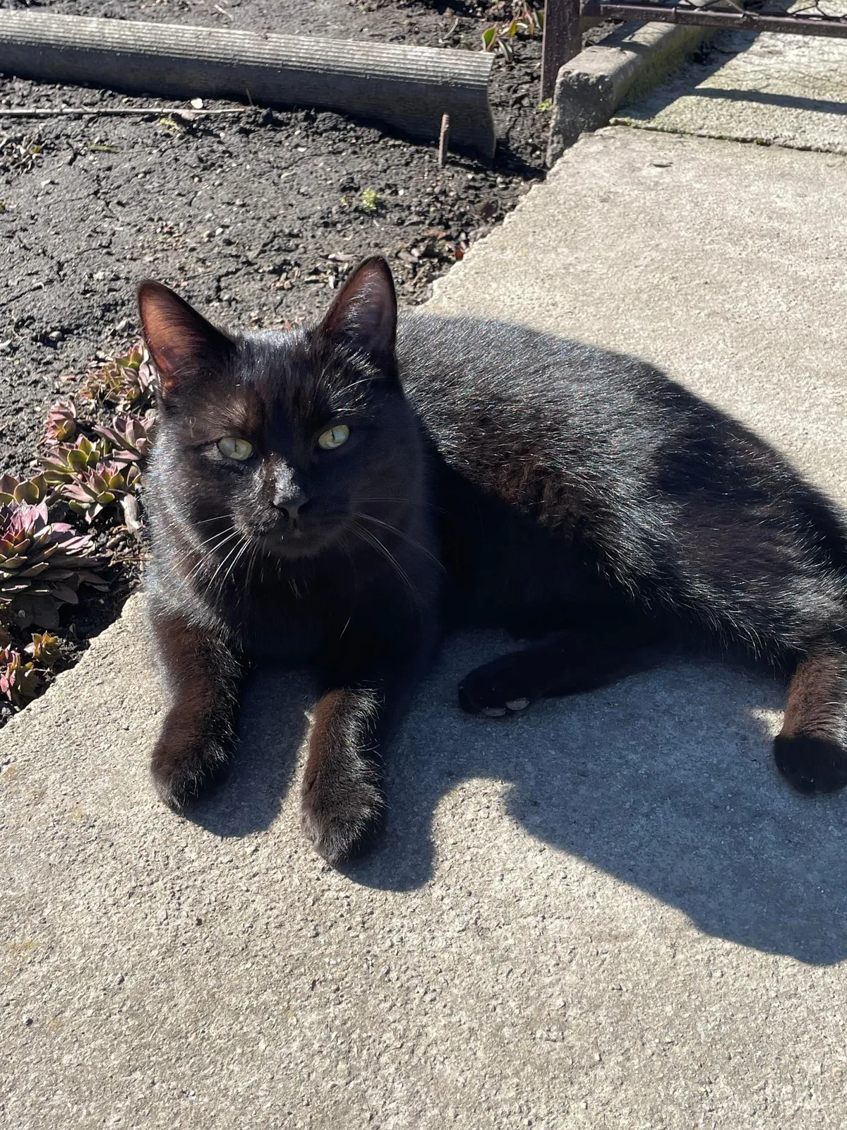 Can you guess my cat’s name just by looking at him? I’m curious about options :)