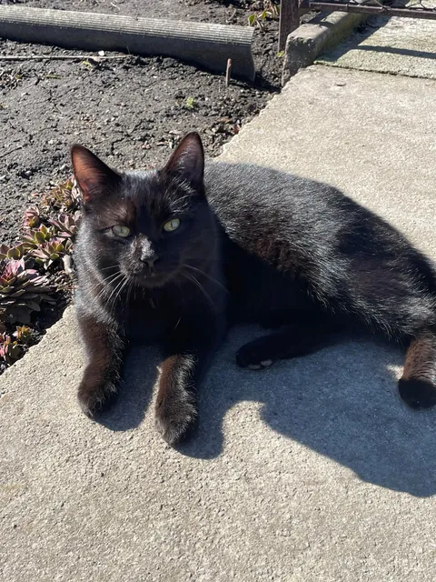 Can you guess my cat’s name just by looking at him? I’m curious about options :)