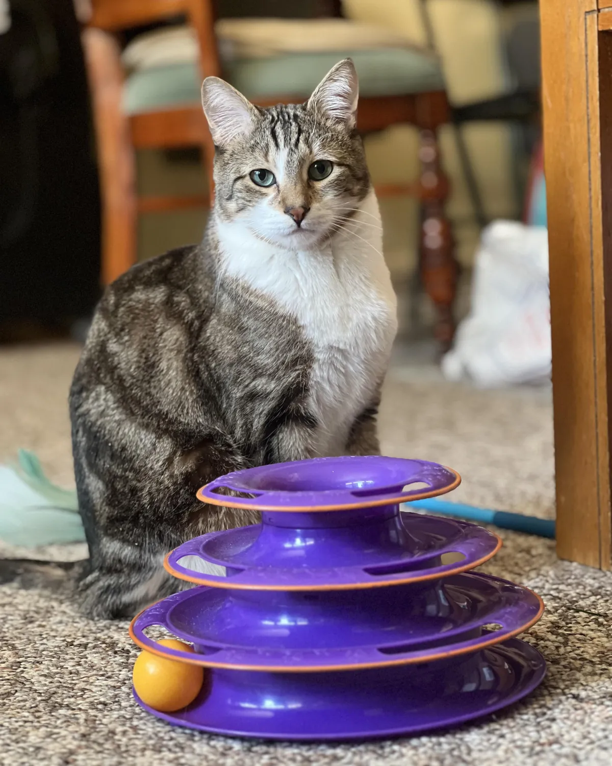 What are your favorite nicknames for your cats?