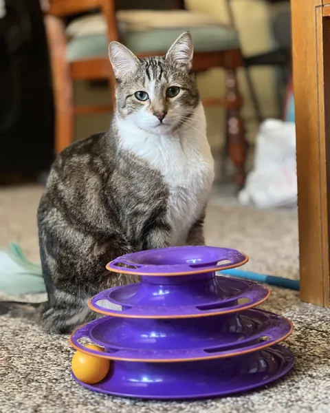What are your favorite nicknames for your cats?