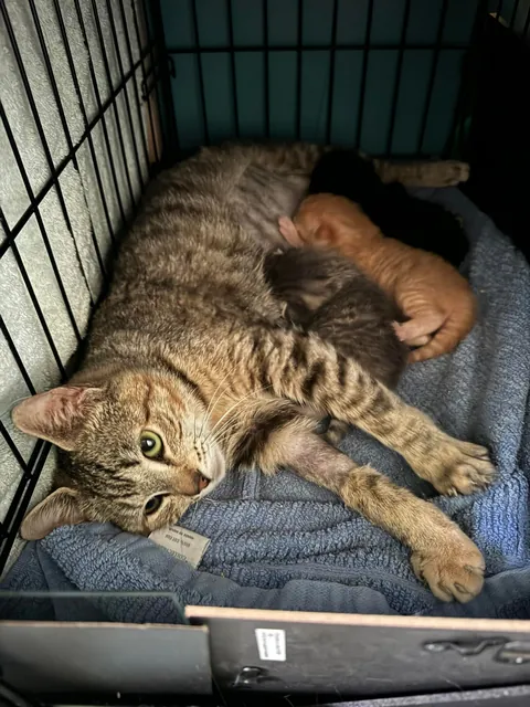Honey thinking about her life choices as a young, single mom. She did such a great job and I kept her and her babies Jonesy, Reilly and Bonnie McPurray!