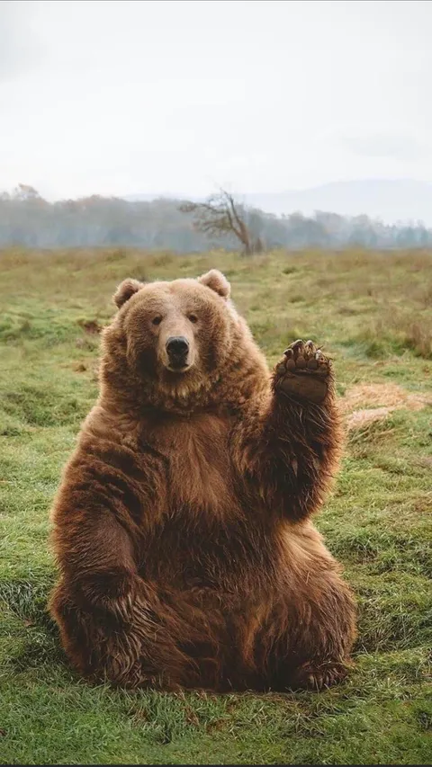 PsBattle: This bear at Woodstock..