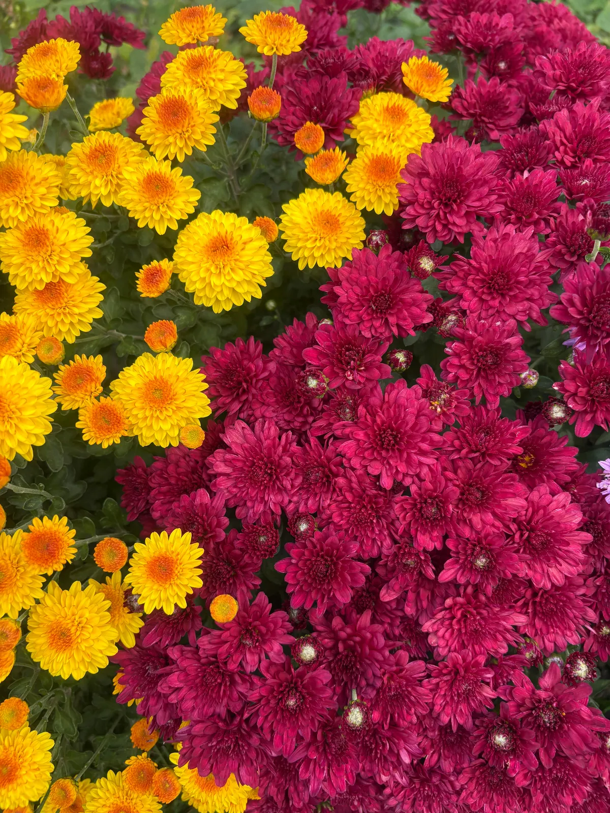 Planted mums in the ground last fall and they have quadrupled in size!!!