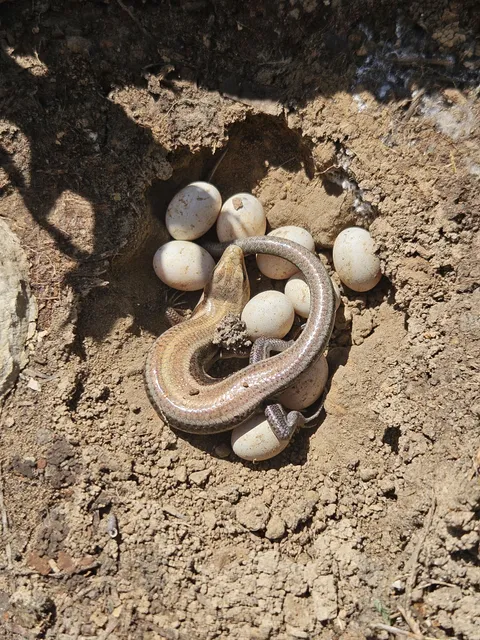 My kids found a skink nest under a rock.