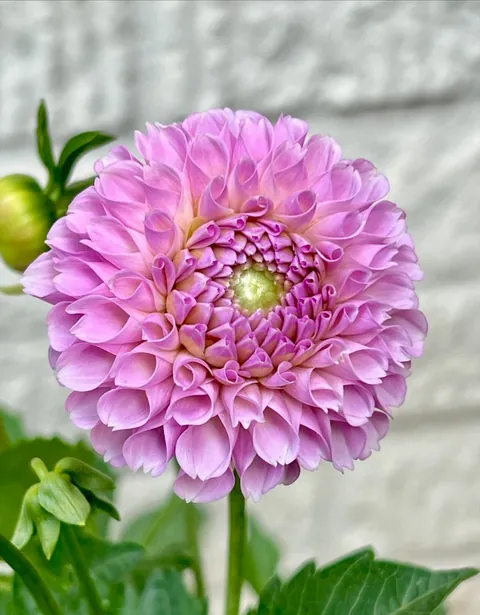 Pink petal perfection with this delightful dahlia. 🥰