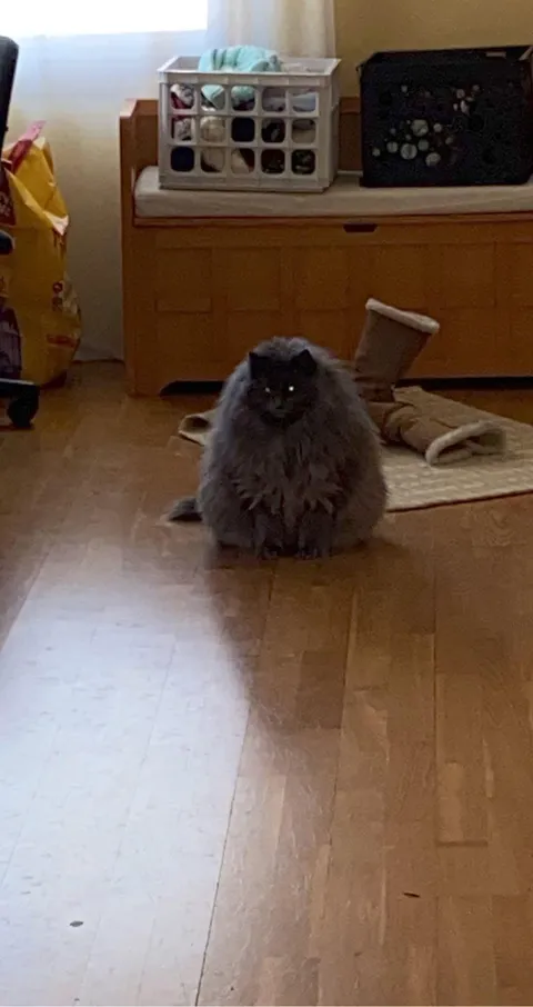 Dusty, my 18 year old cat