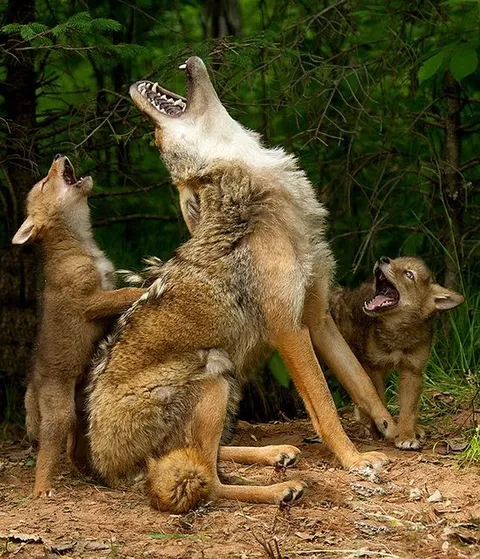 🔥 Howling lesson