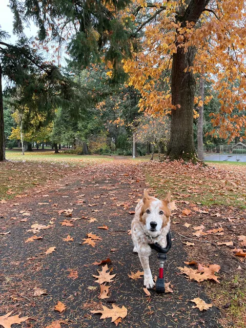 This is rare pupper, Jane, affectionately known as Turkey.