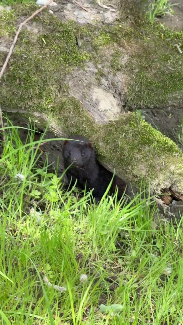 🔥 A wild mink mlem [oc]