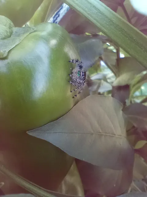 I just love all the jumping spiders I find in my garden!