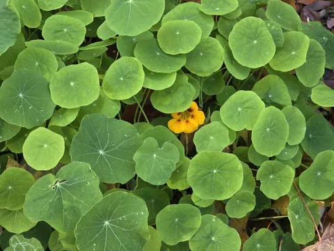 What is this flower?
