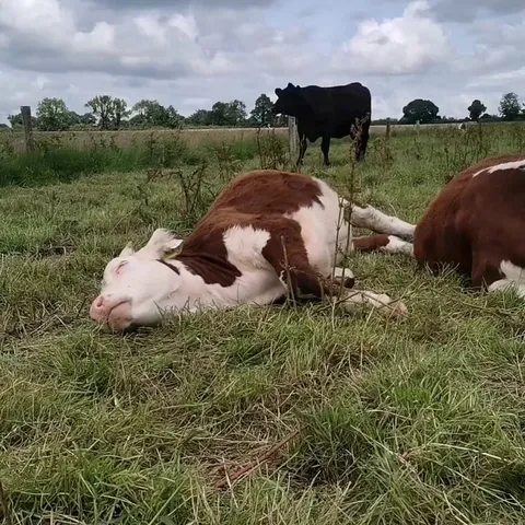 Pancake resting and eating some food at the same time. Very efficient!