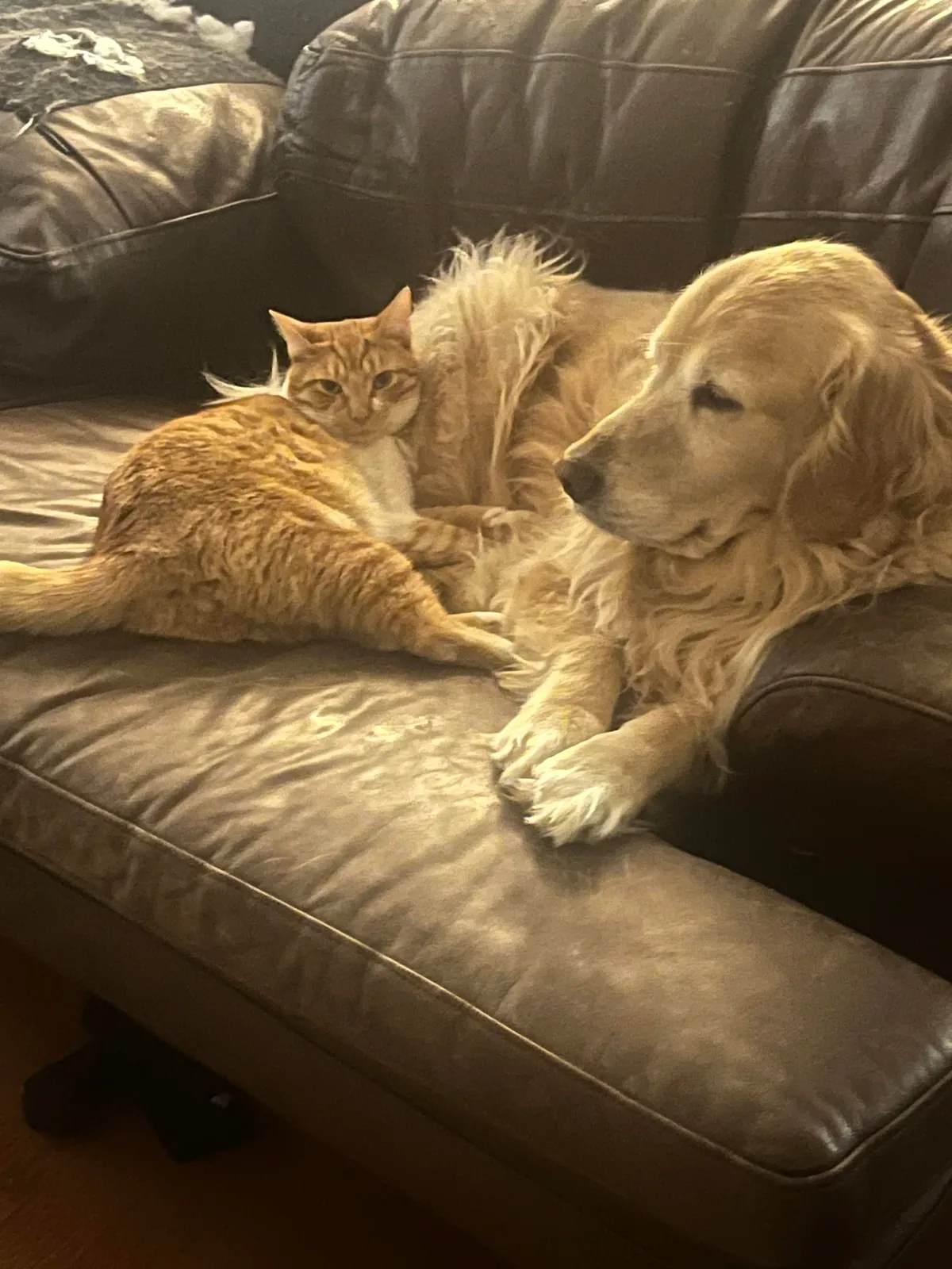 JimJim loves his Clover dog