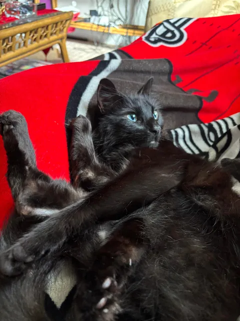 I lost my Lapis last night💔