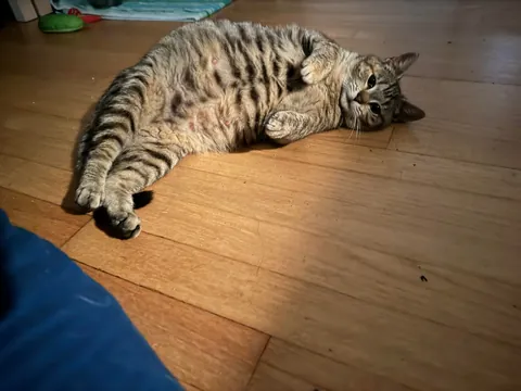 Honey was a pregnant kitty I took in from outside. Here are her first days as an indoor kitty. She had 3 beautiful babies 2 weeks later. The last pics are from when she was living outside.