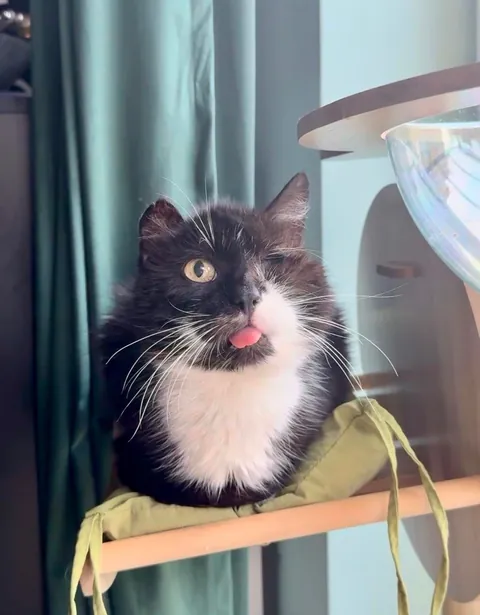 My perfect foster Dziadek passed away. He was so full of life despite the years as a neglected stray.