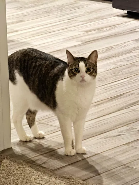 After encouragement from you all, I adopted my first pet, Adam.