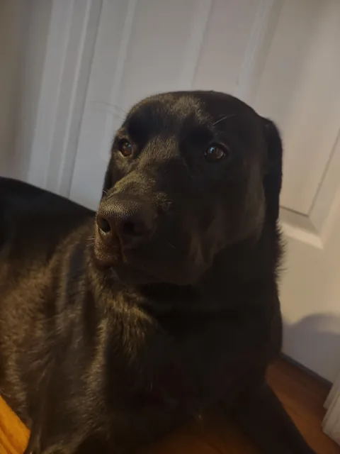 The best pictures of my 3 year old Black Lab!