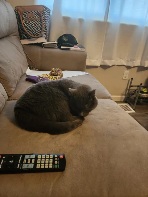 MY SHELTER CAT GOT ON THE COUCH FOR THE FIRST TIME