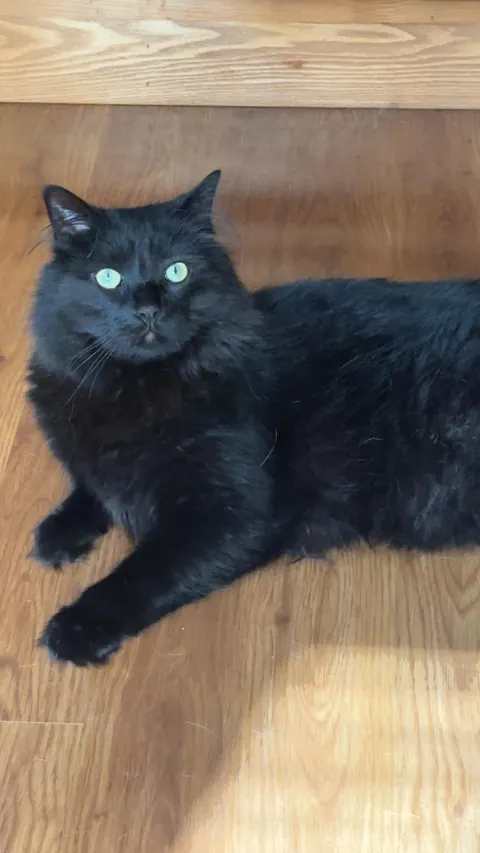 Anyone else’s void still have blue in their eyes from kittenhood?