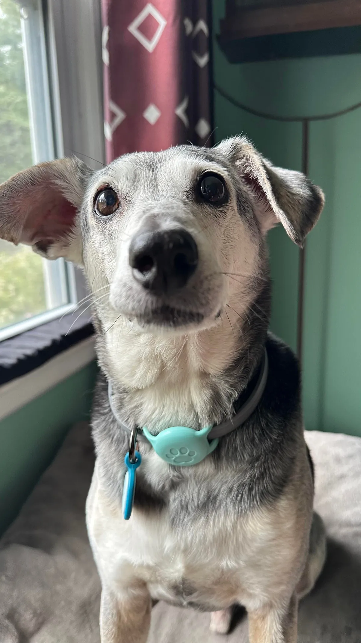 Taco is sending out the good vibes this morning!