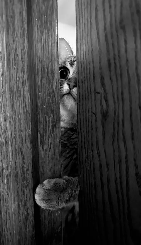 (OC) My cat Pickle as she hears food being poured into her bowl