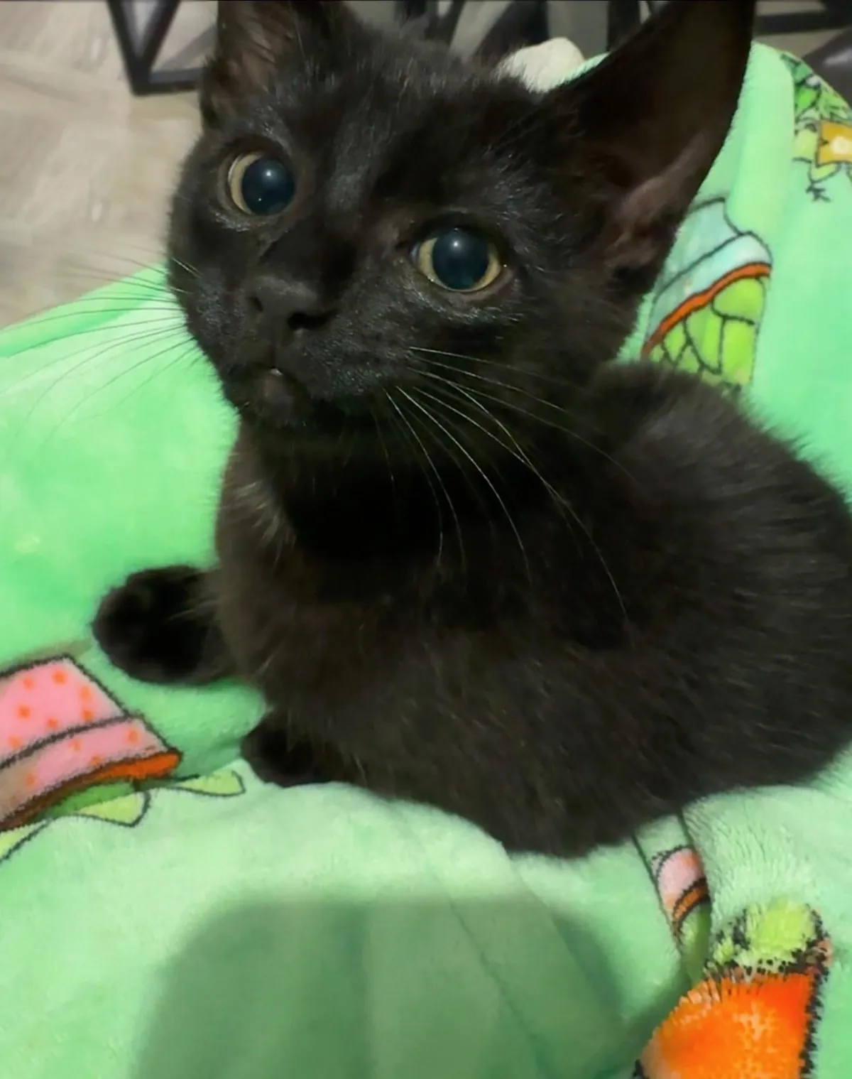 Before and after I told her I forgot to buy her favourite treats