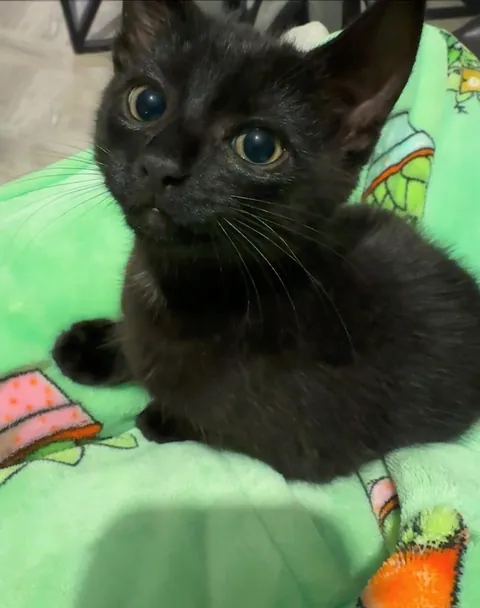 Before and after I told her I forgot to buy her favourite treats