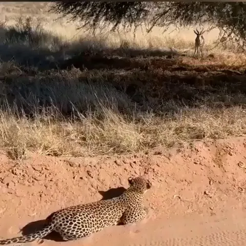 🔥 The incredible stealth and movement.