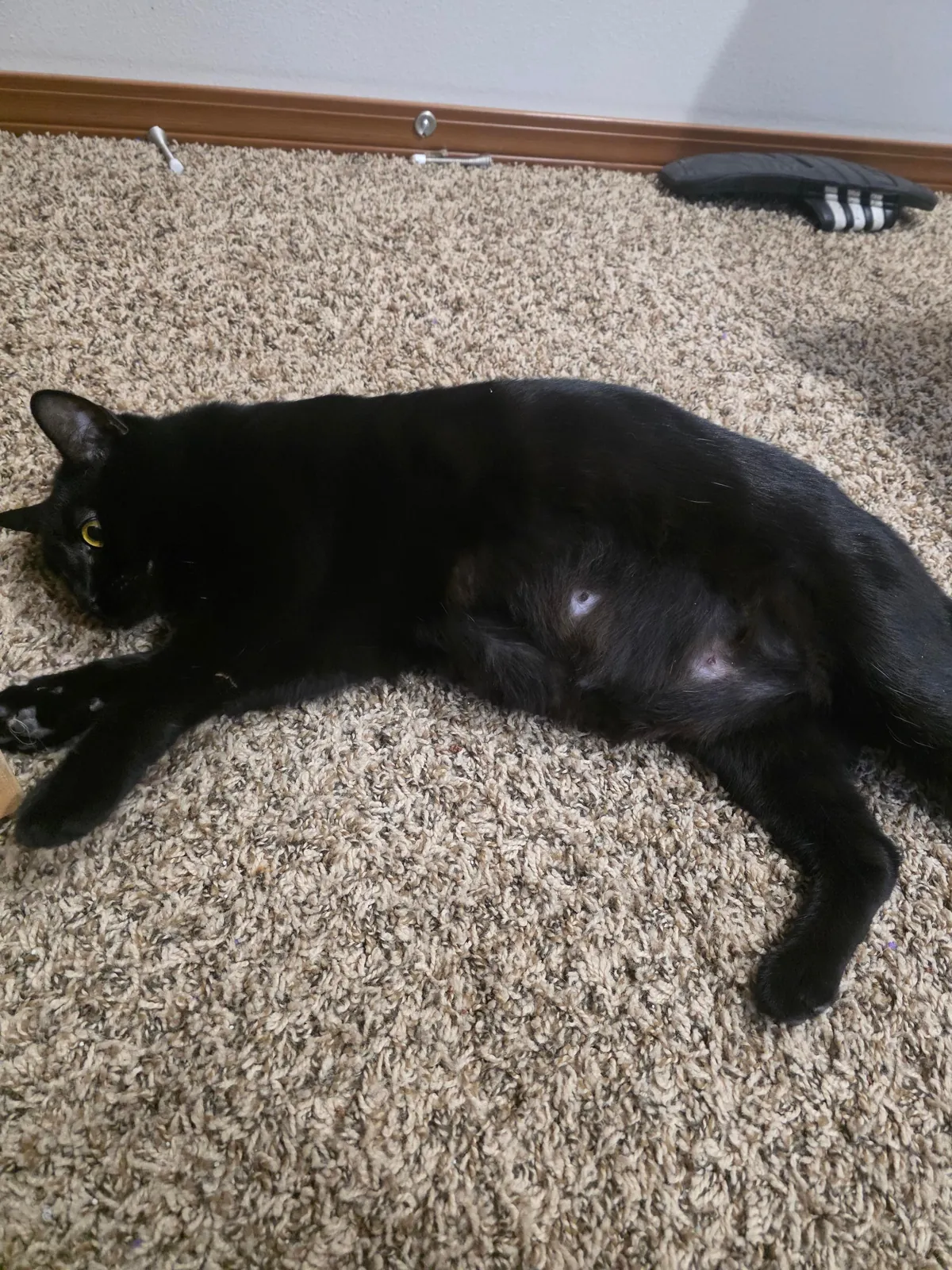 1 year with since I brought this girl home, pregnant with 5 kittens