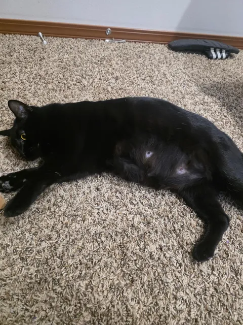 1 year with since I brought this girl home, pregnant with 5 kittens