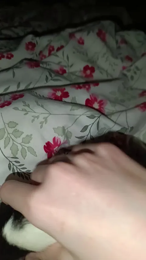 Why does my girl vibrate and hop only SOMETIMES when petted?