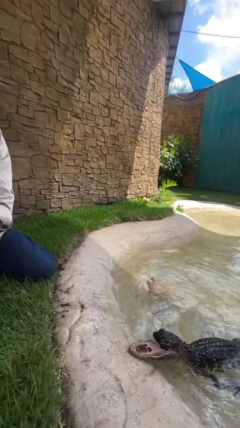 Jawlene is a rescued alligator who is missing her upper jaw