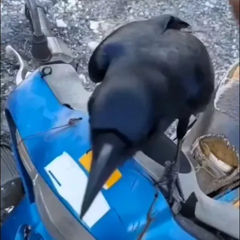 don't touch me hooman