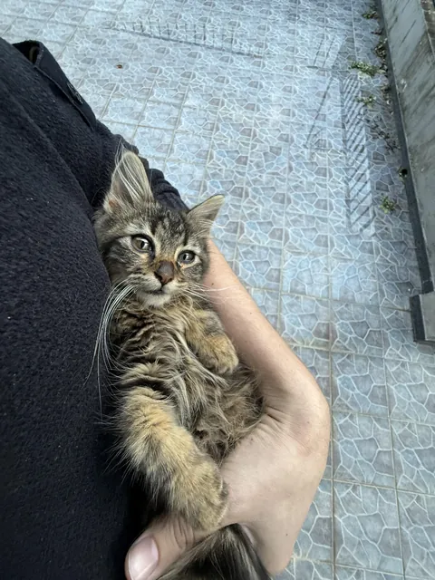 Found this cutie on a road and gave him a home.