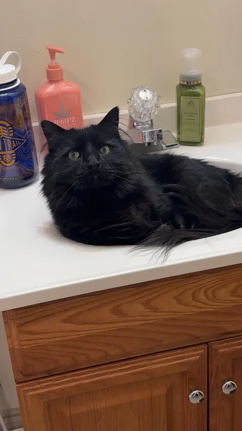 Anyone else’s void still have blue in their eyes from kittenhood?