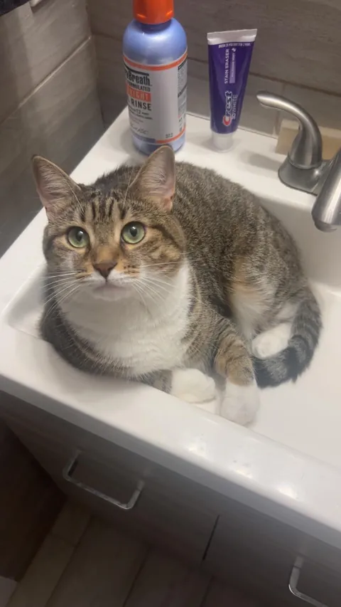 Why do girl cats get a bad rap?