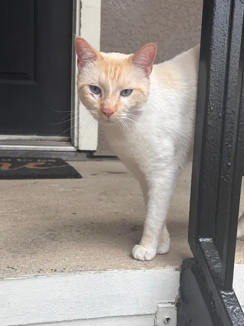 A beautiful boy followed me home today ❤️