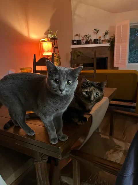 My cats are driving me to the edge and I don’t know what to do