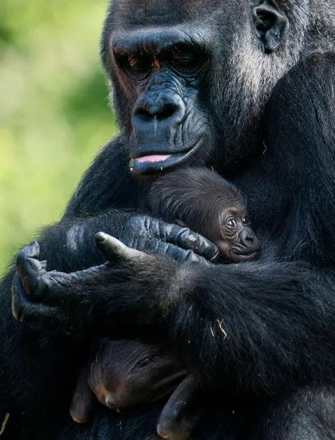 Bandia the gorilla sits with her newborn at the Detroit Zoo