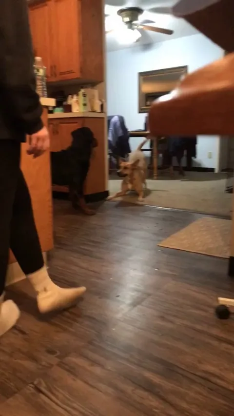 Our dog is trying very hard to get our newly adopted Rottweiler to play.